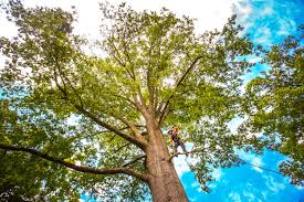 Trusted St Johns, MI Tree Services Experts