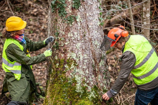 How Our Tree Care Process Works  in  St Johns, MI